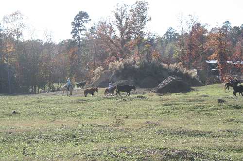 21 rounding up cattle.JPG