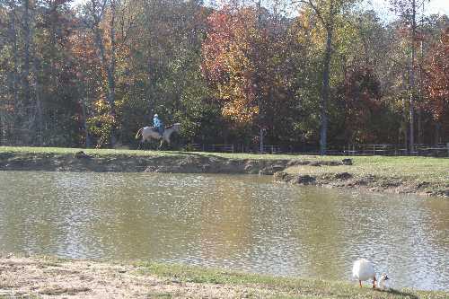 22 Sara chasing cattle on other side of pond.JPG