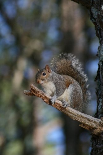 02 squirrel in tree.JPG